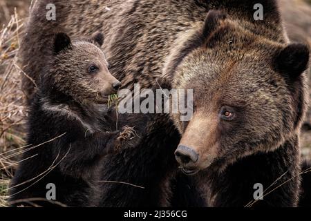 Grizzly Sow and Cub Stockfoto