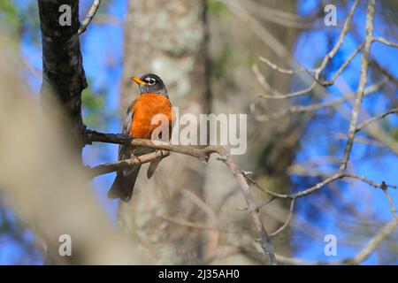 Ein amerikanischer Robin auf einem Ast Stockfoto