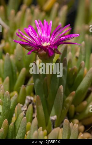 Vue macroscopique d'une fleur de pourpier vivace Rose Stockfoto