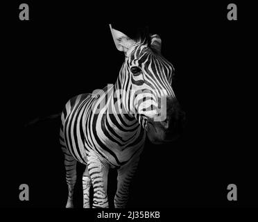 Burchells Zebra auf schwarzem Hintergrund Stockfoto