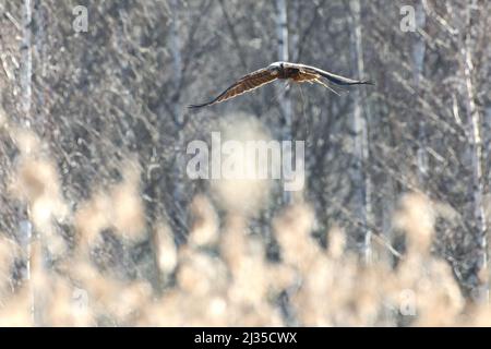 Weibliche westliche Sumpfweihe, die im Birkenwald hinter Schilf fliegt und am Frühlingsmorgen in Westfinnland Schilf für das Nest trägt. Stockfoto