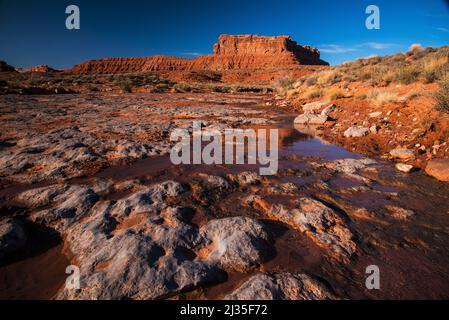 Das Leben, das Wasser gibt, im Tal der Götter, trägt das National Monument Ears. Pflanzen und Tiere sind auf Regen und Schnee angewiesen, damit Feuchtigkeit überleben kann. Stockfoto