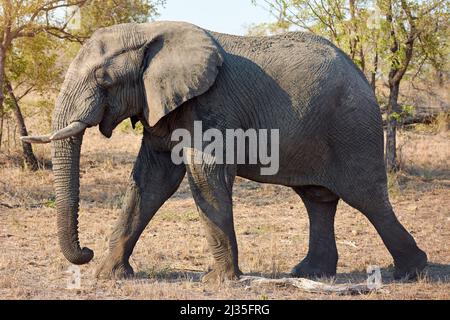 Donnernder Fußstapfen. Ganzkörperaufnahme eines Elefanten in freier Wildbahn. Stockfoto