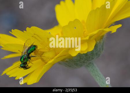 Gelbe Mecaphesa sp. Krabbenspinne auf Desert Marigold mit Schweißbiene Stockfoto