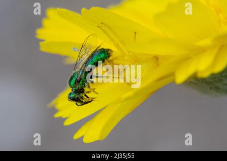 Gelbe Mecaphesa sp. Krabbenspinne auf Desert Marigold mit Schweißbiene Stockfoto