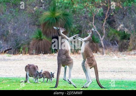 Zwei große Männchen Western Grey Kängurus (Macropus fuliginosus), die auf ihrem Schwanz kämpfen, Western Australia, WA, Australien Stockfoto