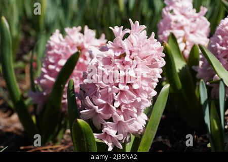 Nahaufnahme von rosa Hyazinthen, die im Frühjahr blühen Stockfoto