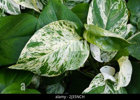 Die weißen und grünen Blätter der Marmorkönigin Pothos Stockfoto