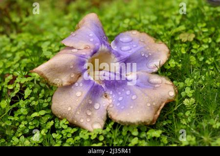 Blaue Himmelskrebe (Thunbergia Grandiflora) blüht mit Wassertropfen, die auf das Bett von irischem Moos gefallen sind (Sagina subulata) Stockfoto