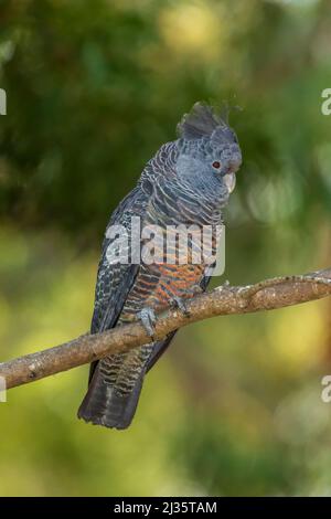 Die weibliche Gang Cockatoo (Callocephalon fimbriatum) identifizierte sich vom Männchen mit ihrem kleinen flauschigen grauen Kamm. Stockfoto