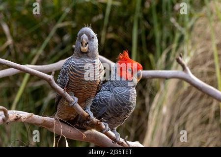 Männliche und weibliche Gang Cockatoo (Callocephalon fimbriatum), die auf einem Ast thront Stockfoto