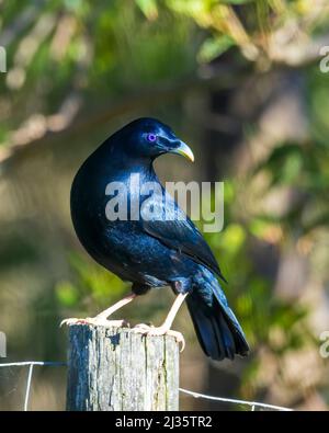 Ein erwachsener männlicher Satinbowerbird (Ptilonorhynchus violaceus) hat ein auffallendes blau-schwarzes Gefieder, einen blass-bläulich weißen Schnabel und eine violett-blaue Iris. Stockfoto