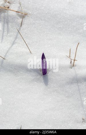 Blühende Safran-Krokus-Blüten, die im frühen Frühjahr aus dem Schnee kommen. Blühender Crocus sativus. Stockfoto