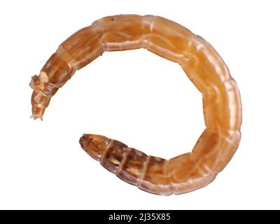 Insektenlarven aus Gartenboden, wahrscheinlich Nematocera Stockfoto