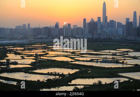 Shenzhen Skyline , mit Wolkenkratzern und Büro gegenüber Fischfarm oder Fischteichen, während dramatischen Moment am Abend, aus dem Blick auf die Grenze von Hong K Stockfoto