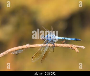 Reifer männlicher Blue Skimmer Libelle (Orthetrum caledonicum) mit seinem puderblauen Thorax und seinem pruineszierenden blauen Abdomen. Stockfoto