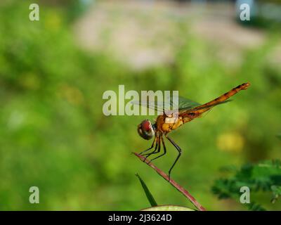 Braune Libelle mit schwarzem Muster am Körper und einem großen roten und grünen Auge, das auf einem Baum mit natürlichem grünen Hintergrund ruht Stockfoto