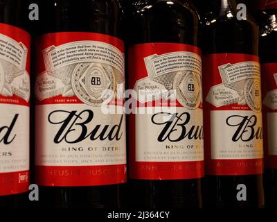 Moskau, Russland. 31. März 2022. Knospe Markenbier auf einem Supermarktregal. (Foto: Alexander Sayganov/SOPA Images/Sipa USA) Quelle: SIPA USA/Alamy Live News Stockfoto