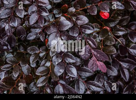 Nassanlagen im Biltmore Estate direkt vor dem Wintergartengebäude, Asheville, NC, USA. Stockfoto