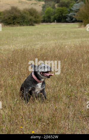 Kleiner Hund auf einem grasbewachsenen Feld. Stockfoto