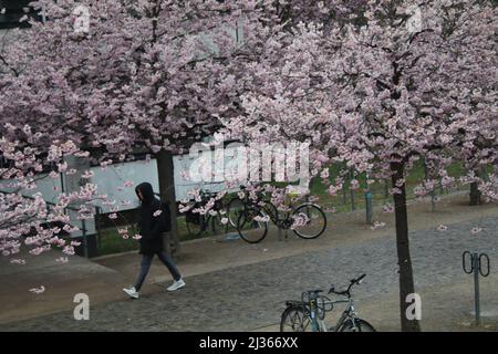 4. April 2022, GÃ¶ttingen, Niedersachsen, Deutschland: Ein Studentenspaziergang unter einem japanischen Zierkirschbaum auf dem zentralen Campus der Georg-August-Universität in GÃ¶ttingen, Deutschland. (Bild: © Tubal Sapkota/Pacific Press via ZUMA Press Wire) Stockfoto