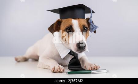 Jack Russell Terrier Hund in Krawatte und akademischer Mütze sitzt auf einem weißen Tisch. Stockfoto