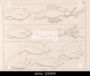 Fische des Roten Meeres unter den Schiffen aus dem Buch dargestellt ' die Flotte einer ägyptischen Königin ' aus dem XVII. Jahrhundert vor unserer Ära und alten ägyptischen Militär auf Parade : Dargestellt auf einem Denkmal des gleichen Alters, beide in einigen Teilen restauriert und zum ersten Mal vom Autor nach einer Kopie aus der Terrasse-Tempel von Dêr-el-Baheri veröffentlicht : Mit einem Anhang, der die Fische des Roten Meeres in der ursprünglichen Größe des Denkmals als Ornamente unter der Flotte enthält, einer chronologisch angeordneten Anzahl von Darstellungen altägyptischer Schiffe und einigen Darstellungen und Inscr Stockfoto