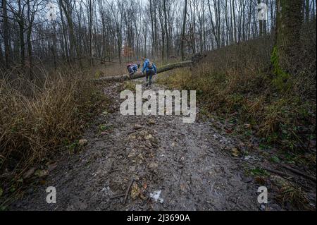 Zwei Menschen gehen auf einem Waldweg in der Slowakei Stockfoto
