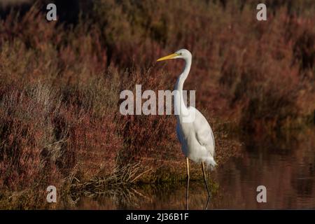 Eine Nahaufnahme des Vogels Ardea alba modea im See Stockfoto