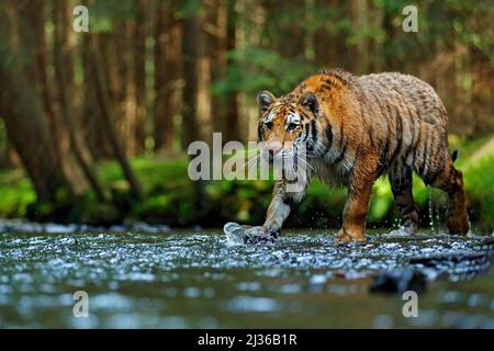 Wildtierszene des Tigers, Wildkatze, Lebensraum der Natur. Amurtiger beim Spazierengehen im Flusswasser. Gefahr Tier, tajga, Russland. Tier im grünen Waldbach. Grau s Stockfoto