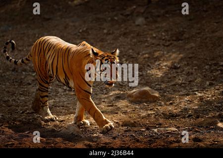 Tiger geht auf der Schotterstraße. Indisches Tiger Weibchen mit Erstregen, wildes Tier im Naturlebensraum, Ranthambore, Indien. Große Katze, bedrohte Anim Stockfoto