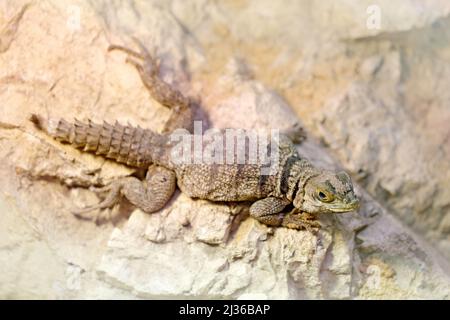 Opurus cuvieri, Halsbandeidechse, Madagaskar-Halsbandeidechse. Eidechse aus Asien, Kalotten-Kaloten, Wildlife scene, Afrika Natur. Sommerbild w Stockfoto