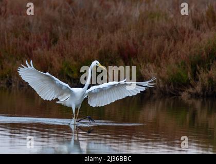 Eine Nahaufnahme von Ardea alba modea, die über dem See fliegt Stockfoto