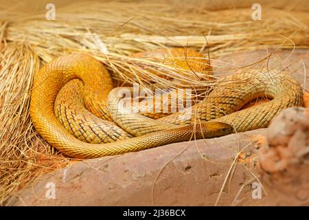 Im Landesinneren taipan, Oxyuranus microlepidot, Australien, giftigste Schlange. Giftschlange im Gras. Gefahr Tier aus Australien. Taipan, Wildlife sc Stockfoto