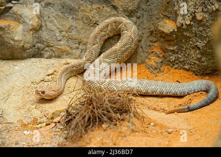 Crotalus durissus unicolor, Insel Aruba Klapperschlange, Cascabel. Seltene endemische Schlange von der Insel Aruba. Gefährliche Giftnatter am Lebensraum Natur, Stein Stockfoto