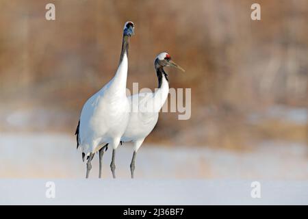 Schneebedeckter Winter. Tanzendes Paar Rotkronenkran mit offenem Flügel im Flug, mit Schneesturm, Hokkaido, Japan. Vogel im Flug, Winterszene mit Schnee. Schnee Stockfoto