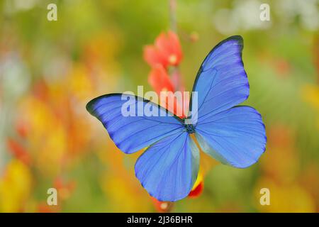 Blauer Schmetterling Morpho didius, der riesige blaue Morpho, sitzt auf orange roten Blüten, Peru. Schöner Schmetterling im Tropenwald. Insekt in der Natur Stockfoto