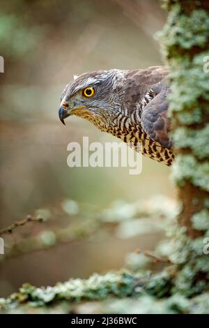 Verstecktes Kopfporträt von Habicht. Detail des Greifvogels Goshawk. Vogelfalke sitzt im Herbst auf dem Ast im gefallenen Lärchenwald. Vogelgoshaw Stockfoto