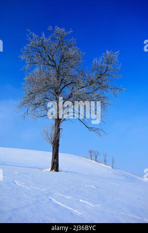 Einsamer Baum in winterlicher Schneelandschaft mit blauem Himmel. Einsame Bäume auf der Schneewiese. Winterszene mit Fußpfad. Schneebedeckter Hügel mit dunkelblauem Himmel. Stockfoto