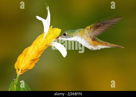 Kolibri Andensmaragd, Amazilia franciae, mit gelber Blüte, klar grüner Hintergrund, Kolumbien. Wildlife-Szene aus der Natur. Stockfoto