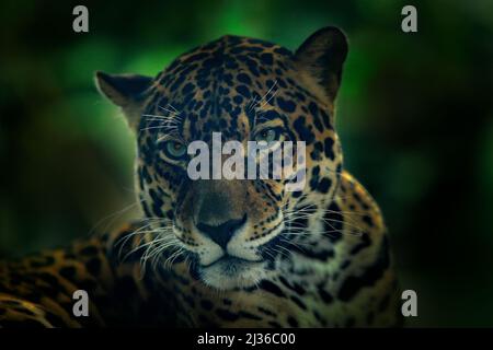 Jaguar im dunklen Wald. Detail Kopf Porträt der wilden Katze. Großes Tier in der Natur Lebensraum. Jaguar in Costa Rica Tropenwald. Nahaufnahme des Gesichts im Hochformat. Stockfoto