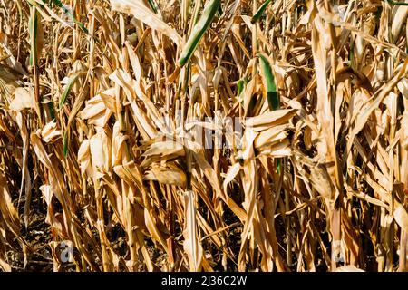 Ausgetrocknetes Maisfeld in Deutschland, Herbstsonniger Tag, blauer Himmel Stockfoto