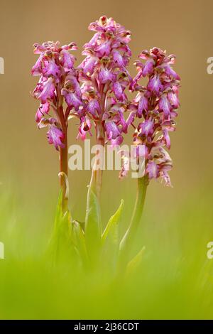 Riesige Orchidee, Barlia robertiana, senkende europäische terrestrische Wildorchidee, Lebensraum Natur, Detail der Blüte, grüner klarer Hintergrund, Frankreich. Morgen l Stockfoto