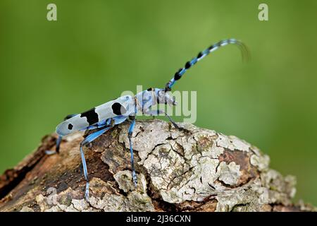 Blaues Insekt. Rosalia longicorn, Rosalia alpina, in der Natur grüner Wald Lebensraum, sitzt auf der grünen Lärche, Tschechische republik, Langhornkäfer, longi Stockfoto