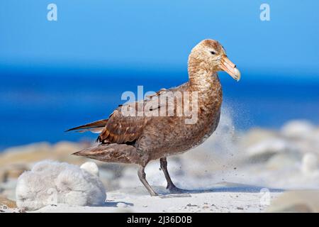 Sea Lion Island, Falkland Island. Vogel im Sand. Riesensturmvögel, Macronetes giganticus = giganteus, großer Seevogel mit Jungvögeln im Nest. Vogel im Natu Stockfoto