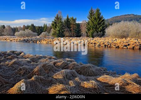 Typische Landschaft rund um die Moldau, Sumava Nationalpark in der Tschechischen Republik. Grüner Wald mit Flussmäander. Torfmoor mit Fichtenwald Duri Stockfoto