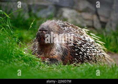 Philippinisches Stachelschwein, indonesisches Stachelschwein oder Palawan-Stachelschwein, Hystrix pumila, Tier im natürlichen Lebensraum. Säugetier im Gras. Tier aus Philippin Stockfoto