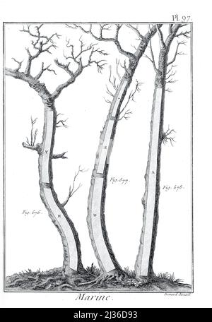 Wie man Bäume für den Schiffbau anbauen und nutzen kann aus der Encyclopédie méthodique Maritime Encyclopedia Verlag Paris : Panckoucke ; Liège : Plomteux im Jahr 1787 mit Zeichnungen und Blaupausen des Schiffbaus und Illustrationen maritimer Motive Platten gezeichnet von Benard direxit Stockfoto