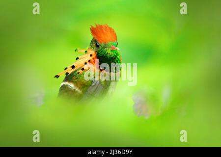 Der schönste Vogel der Welt. Getuftete Coquette, Lophornis ornatus, farbenfroher Kolibri mit orangefarbenem Wappen und Kragen in der grünen und violetten Blüte Stockfoto