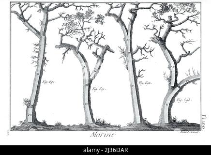 Wie man Bäume für den Schiffbau anbauen und nutzen kann aus der Encyclopédie méthodique Maritime Encyclopedia Verlag Paris : Panckoucke ; Liège : Plomteux im Jahr 1787 mit Zeichnungen und Blaupausen des Schiffbaus und Illustrationen maritimer Motive Platten gezeichnet von Benard direxit Stockfoto
